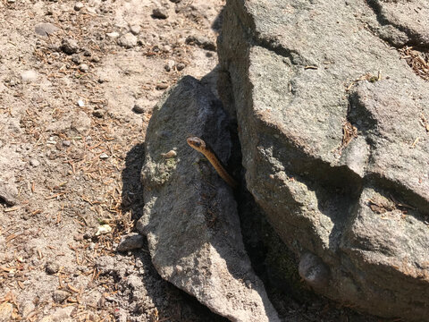 A Garter Snake Peering Out From Under A Rock. 