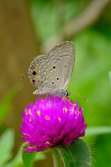 a tropical butterfly alighted on pink zinnia flowers. The butterfly sucks on honey flowers or nectar for its food. this is a symbiosis between a butterfly and a flower. macro photography.