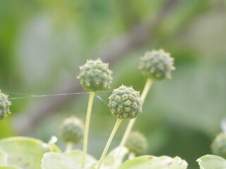 ヤマボウシの熟していない果実