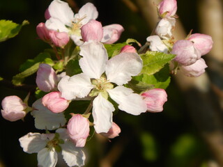 Obraz premium pink cherry blossom