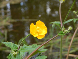 Naklejka premium yellow poppy flower