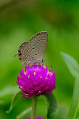 a tropical butterfly alighted on pink zinnia flowers. The butterfly sucks on honey flowers or nectar for its food. this is a symbiosis between a butterfly and a flower. macro photography.