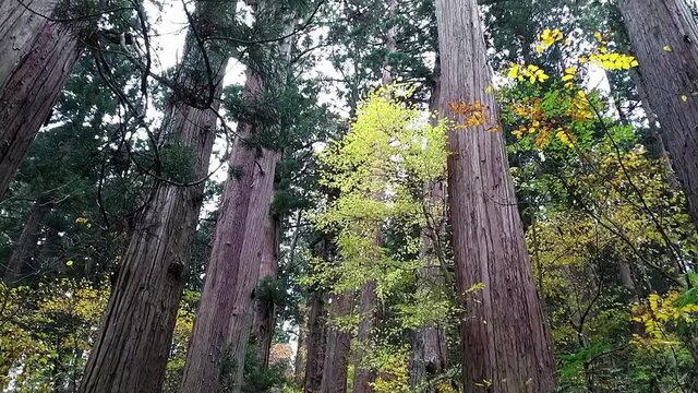 Looking up from the endless stairs into the tree tops in the forest on mount haguro, Japan