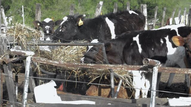 Group of dairy cows eating hay on a small farm, close-up