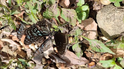 butterfly on the ground