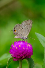a tropical butterfly alighted on pink zinnia flowers. The butterfly sucks on honey flowers or nectar for its food. this is a symbiosis between a butterfly and a flower. macro photography.