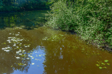 A hot summer day in the Nevsky Forest Park.