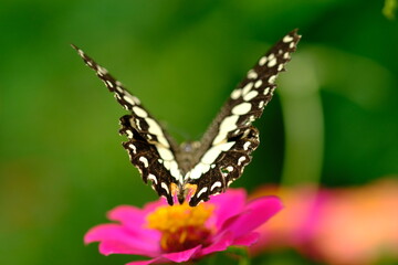 a tropical butterfly alighted on pink zinnia flowers. The butterfly sucks on honey flowers or...
