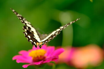 a tropical butterfly alighted on pink zinnia flowers. The butterfly sucks on honey flowers or...