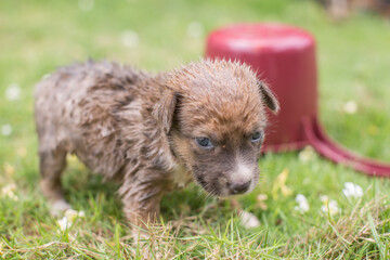 grooming a wet dog with a bath in a ladle on a green grass with daisys