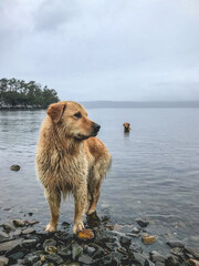 Wet street golden retrievers dogs playing in the sea in a rainy day at the Patagonia (in Puerto Toro)