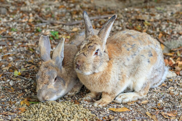大久野島のうさぎ　広島県竹原市　 Rabbits Okunojima Island Hiroshima Takehara city