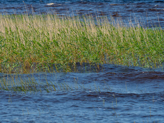 Green young reed sways in a strong wind on a lake on a sunny day, waves. Karelia, northwest of Russia
