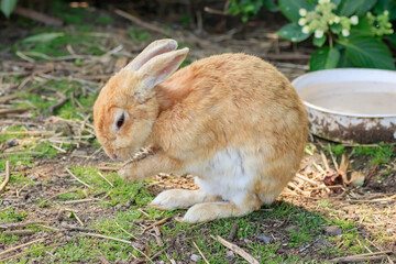 大久野島のうさぎ　広島県竹原市　 Rabbits Okunojima Island Hiroshima Takehara city