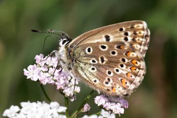 Fototapeta na wymiar A Chalk Hill Blue Butterfly nectaring on small white and pink flower. 