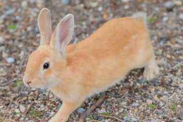 大久野島のうさぎ　広島県竹原市　 Rabbits Okunojima Island Hiroshima Takehara city