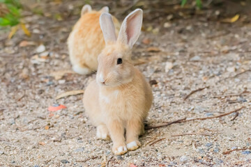 大久野島のうさぎ　広島県竹原市　 Rabbits Okunojima Island Hiroshima Takehara city