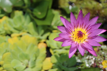 pink lotus flower