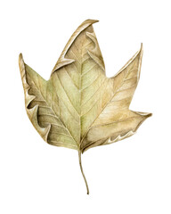 Fototapeta premium Watercolor Platanus, plane tree dried leaf isolated on white background. Hand drawn botanical illustration.
