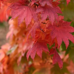 red maple leaves close up
