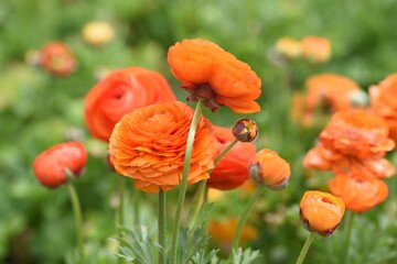 orange buttercups