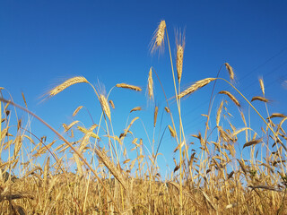 wheat spike sky in june ripe dry
