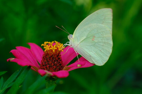a pale tropical butterfly alighted on pink zinnia flowers. The butterfly sucks on honey flowers or nectar for its food. this is a symbiosis between a butterfly and a flower. macro photography.