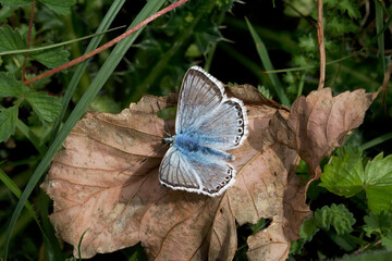 A Chalk Hill Blue Butterfly basking on a fallen leaf.