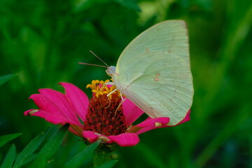 a pale tropical butterfly alighted on pink zinnia flowers. The butterfly sucks on honey flowers or nectar for its food. this is a symbiosis between a butterfly and a flower. macro photography.