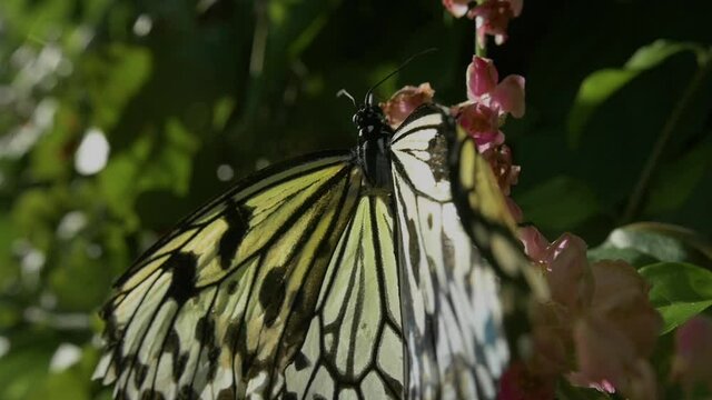 A strong white butterfly that was once a caterpillar. It flies from flower to flower, pollinating the cycle of nature.