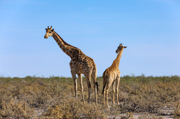 Naklejka na ściany i meble Mother and baby giraffe among the dry landscape of Etosha National Park