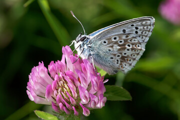 A Chalk Hill Blue Butterfly nectaring on a pink flower.
