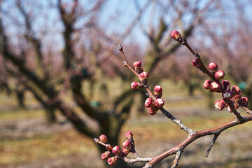 Image of blooming apple trees in the garden.