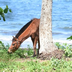 horse on the beach - obrazy, fototapety, plakaty