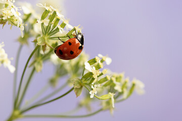 Ladybug on white flowers. Macro