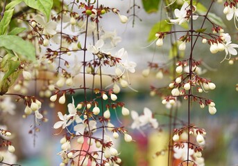 angels tears plant