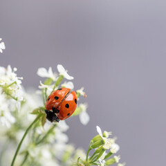 Ladybug on white flowers. Macro