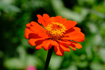 Closeup of Red Zinnia Flower in the tropical garden. Asteraceae. Plantae. Macro photography. Bokeh. 