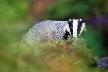 The European badger (Meles meles) also known as the Eurasian badger or simply badger hidden behind the vegetation in the forest. Badger with a very colored background and foreground. © Karlos Lomsky