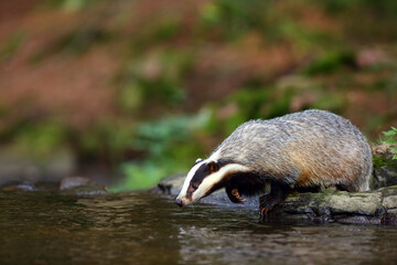 The European badger (Meles meles) also known as the Eurasian badger or simply badger drinks water from a forest creek.Big badger near water in dense forest. © Karlos Lomsky