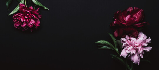 Beautiful peonies in dark colors. Black Floral banner. Soft focus, copy space