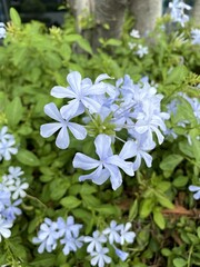 Plumbago auriculata flower in nature garden