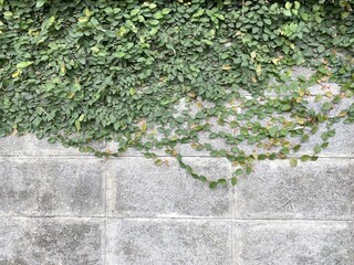 ivy on cement wall