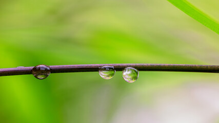 water droplets hang from a bamboo branch