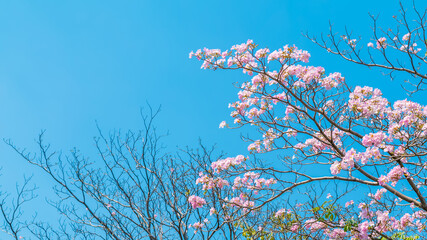 Pink tabebuia rosea flowers with blue sky.