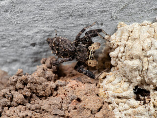 Macro Photo of Portia Jumping Spider with Nest on The Ceiling