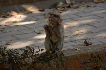 Potrait of macaque monkey