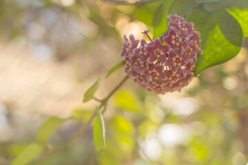 Purple hoya pubicalyx flowers with space.