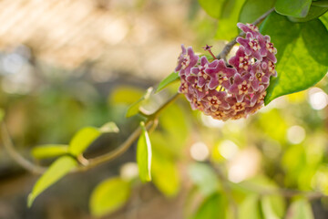 Obraz premium Purple hoya pubicalyx flowers with space.