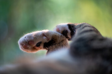 Close up of paws  striped cat, close up Thai cat